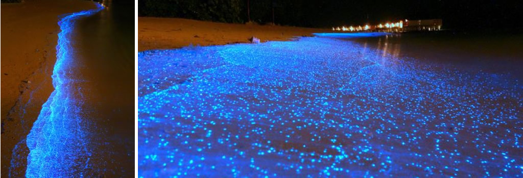Playa bioluminiscente en Maldivas